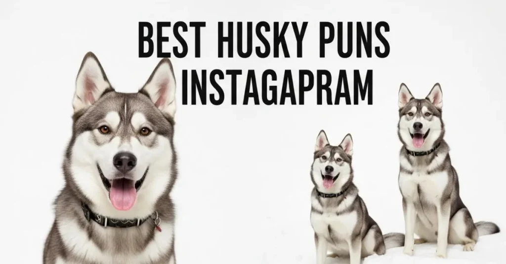 Best Husky Puns for Instagram Captions